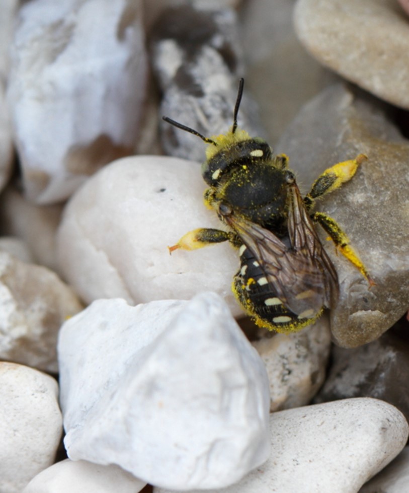 Bi, der varmer sig på sten