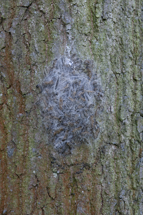 Egeprocessionsspinder-rede: Spind med larver. © Luc Hoogenstein, Wikimedia Commons