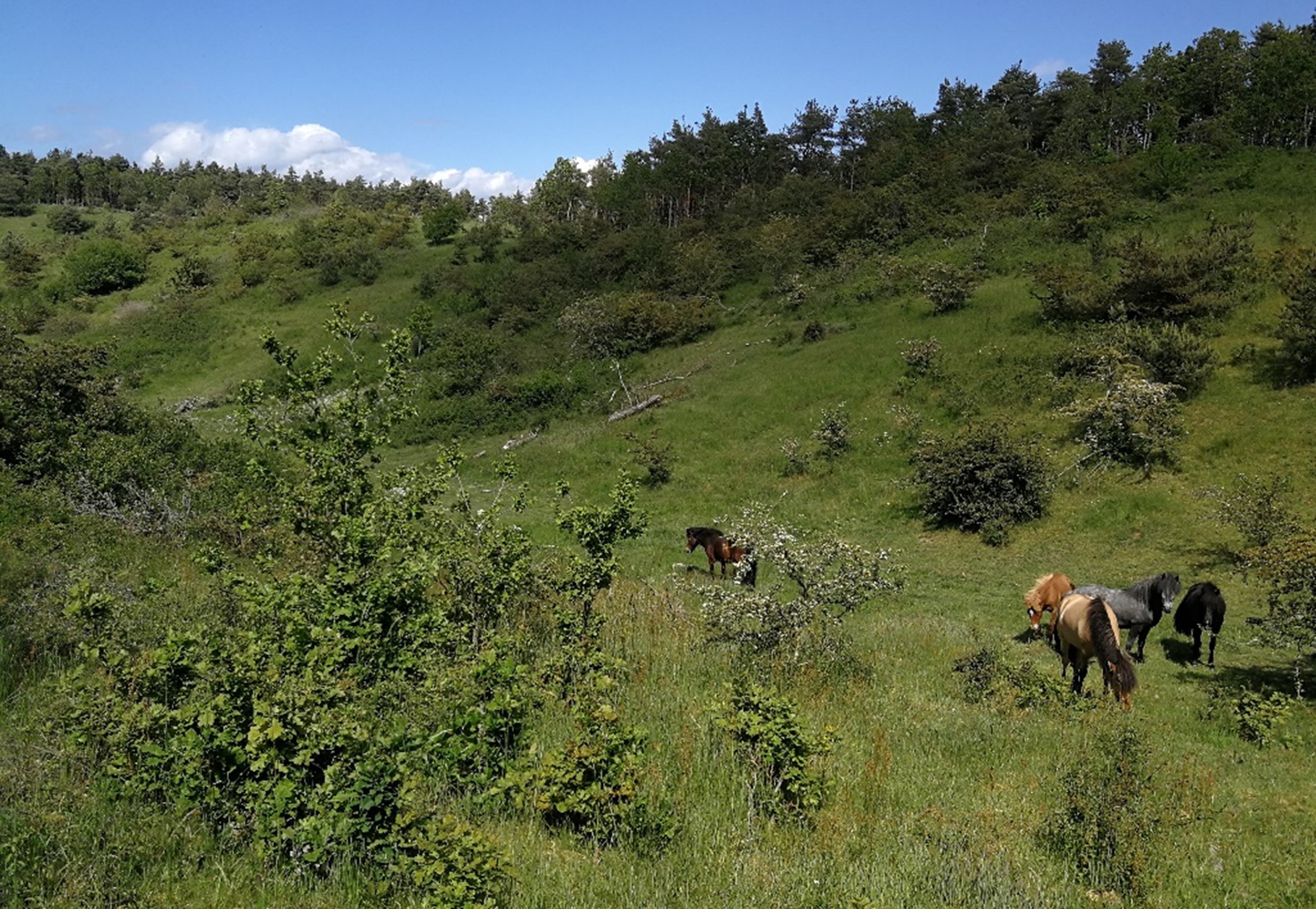 Græsning med Islanske heste  i Syddjurs Kommune. Hestene skaber mosaik mellem høj og lav vegetation og mellem urter og buske.