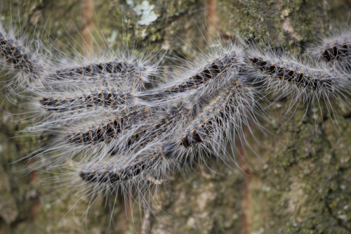 Larve med hvide hår © Luc Hoogenstein, Wikimedia Commons