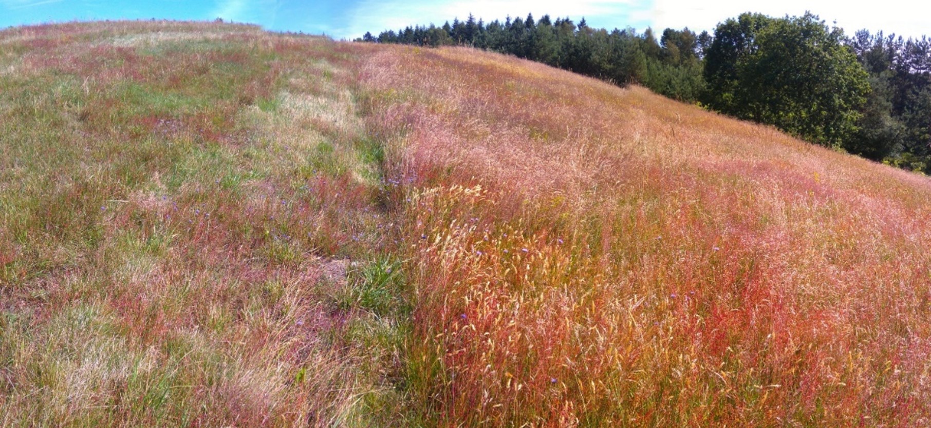 Billede af areal, hvor halvdelen er slået, og den anden er urørt