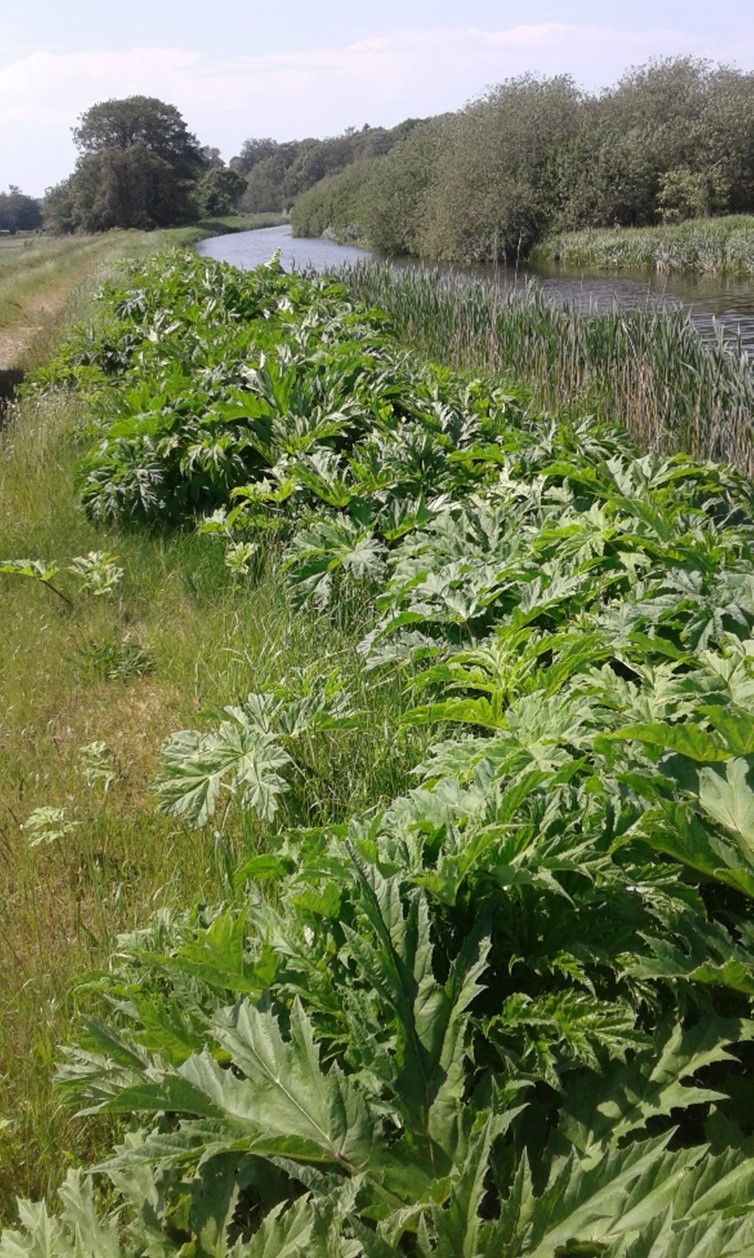 Kæmpe bjørneklo står ofte langs vandløb og åer hvor frøene bliver spredt med strømmen. Bladene overskygger alt andet vegetation og den etablerer sig hurtigt nye steder.
