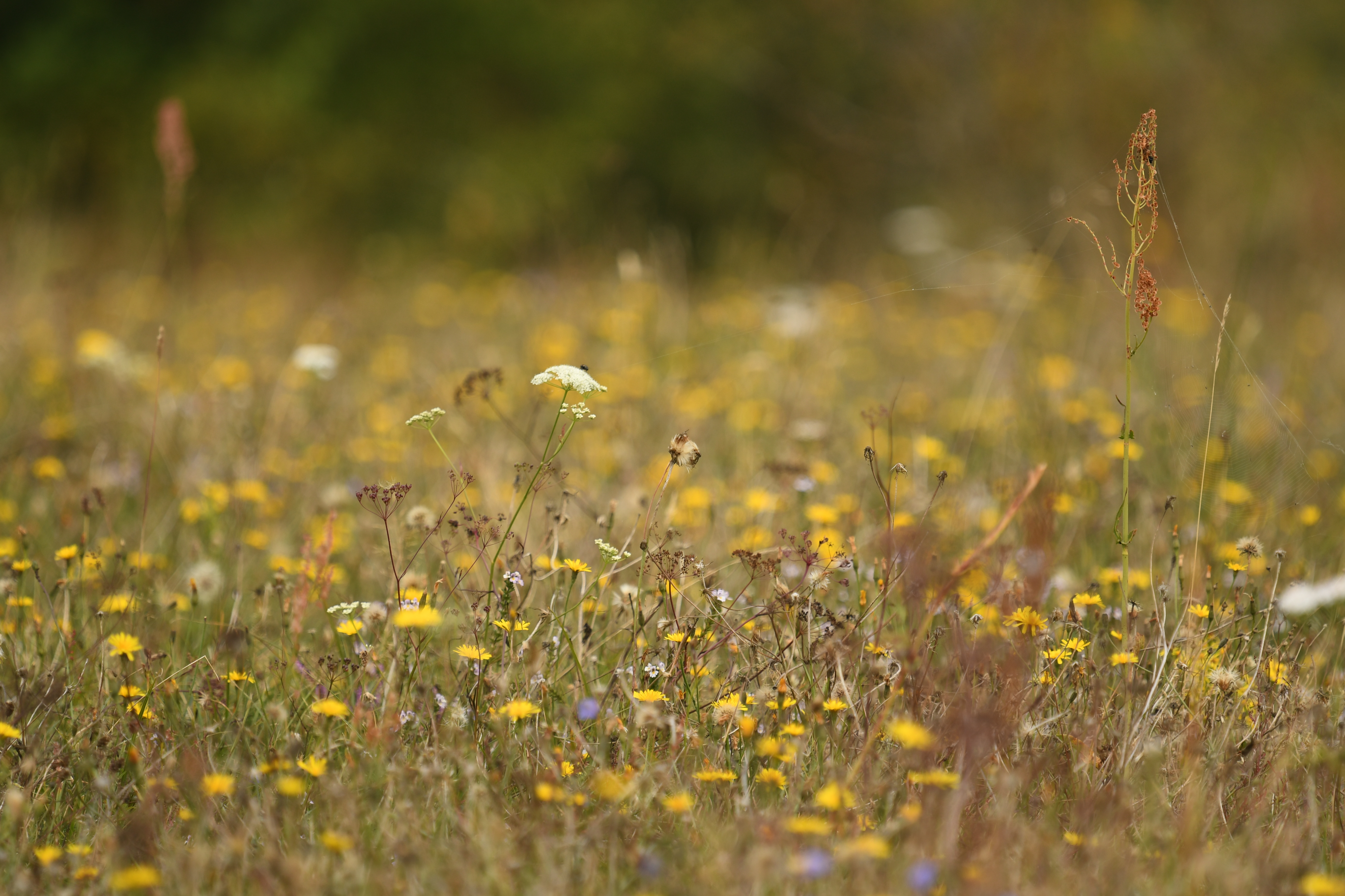 Blomstermylder