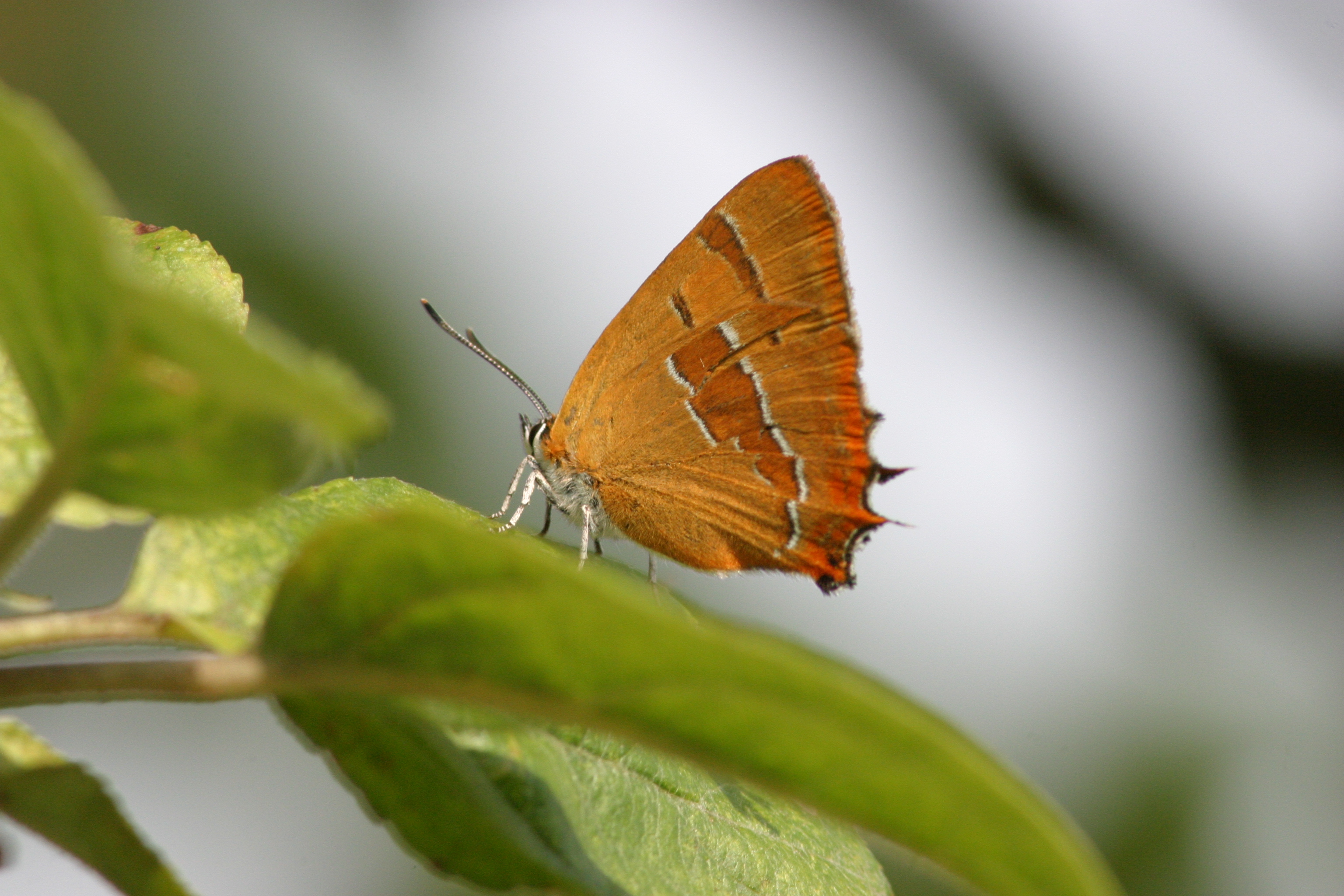 Sommerfugl Guldhale
